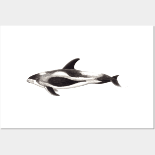 White-beaked dolphin Lagenorhynchus albirostris Posters and Art